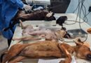 Habrá esterilización canina y felina