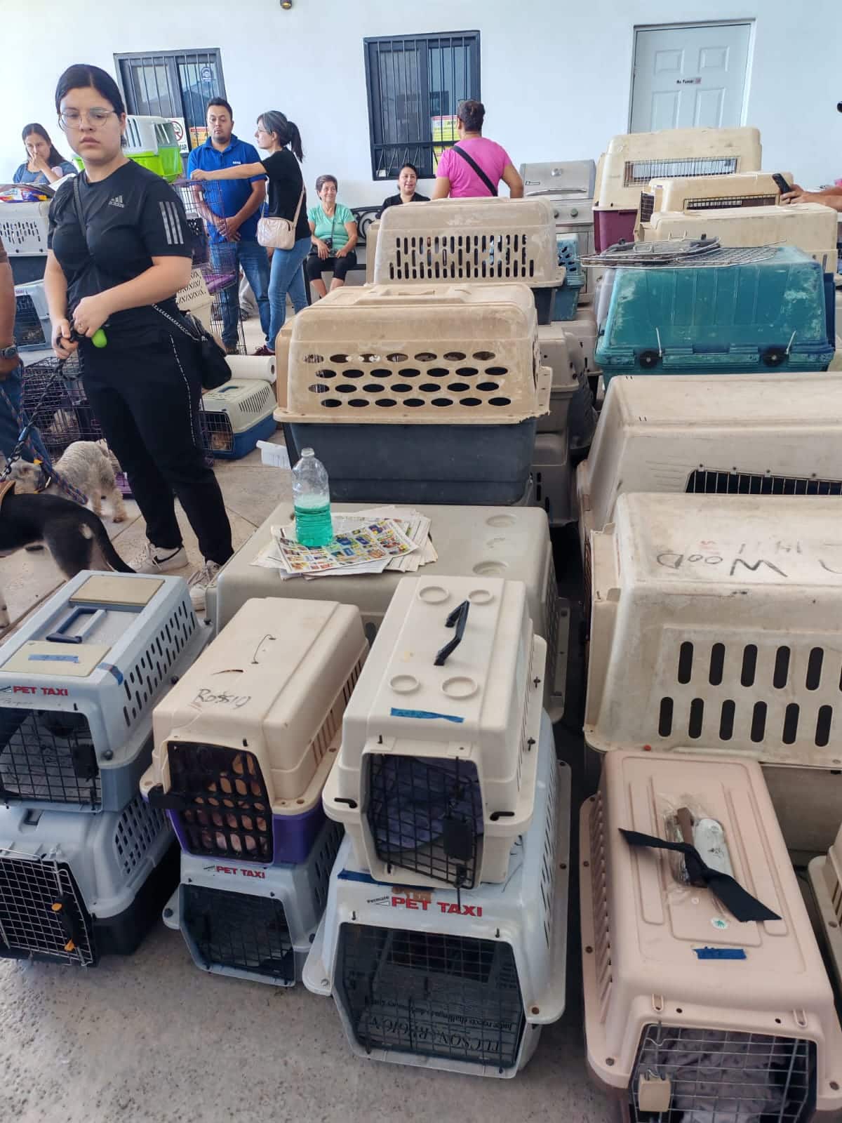 Realizan 600 esterilizaciones. Alrededor de 600 cirugías para esterilizar perros y gatos se realizaron en jornada animal en San Carlos