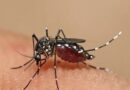 Dengue invade zona rural de Guaymas