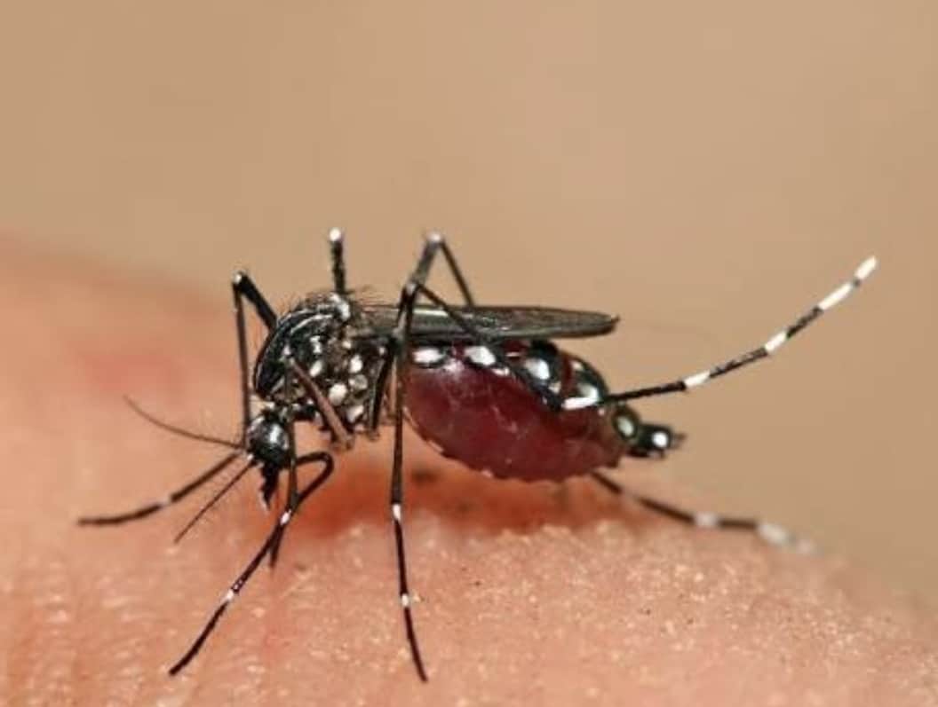 Dengue invade zona rural de Guaymas
