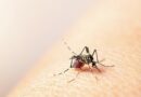 Confirman más casos de dengue en Puerto de Guaymas