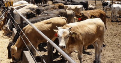 Urge a Texas la reapertura para el ganado mexicano “lo antes posible”