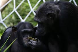 Los chimpancés toman el equivalente a medio litro de cerveza al día, según un estudio