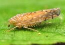 Detectan nueva plaga Osbornellus Salsus en la frontera México-EE.UU.