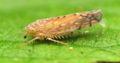 Detectan nueva plaga Osbornellus Salsus en la frontera México-EE.UU.