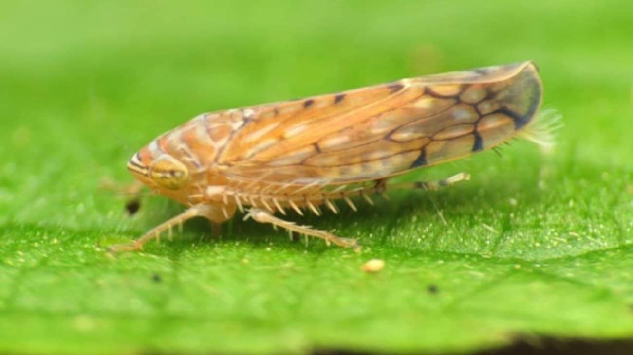 Detectan nueva plaga Osbornellus Salsus en la frontera México-EE.UU.