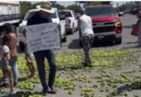 Productores de limón de Michoacán, tiran su cosecha en protesta por bajos precios