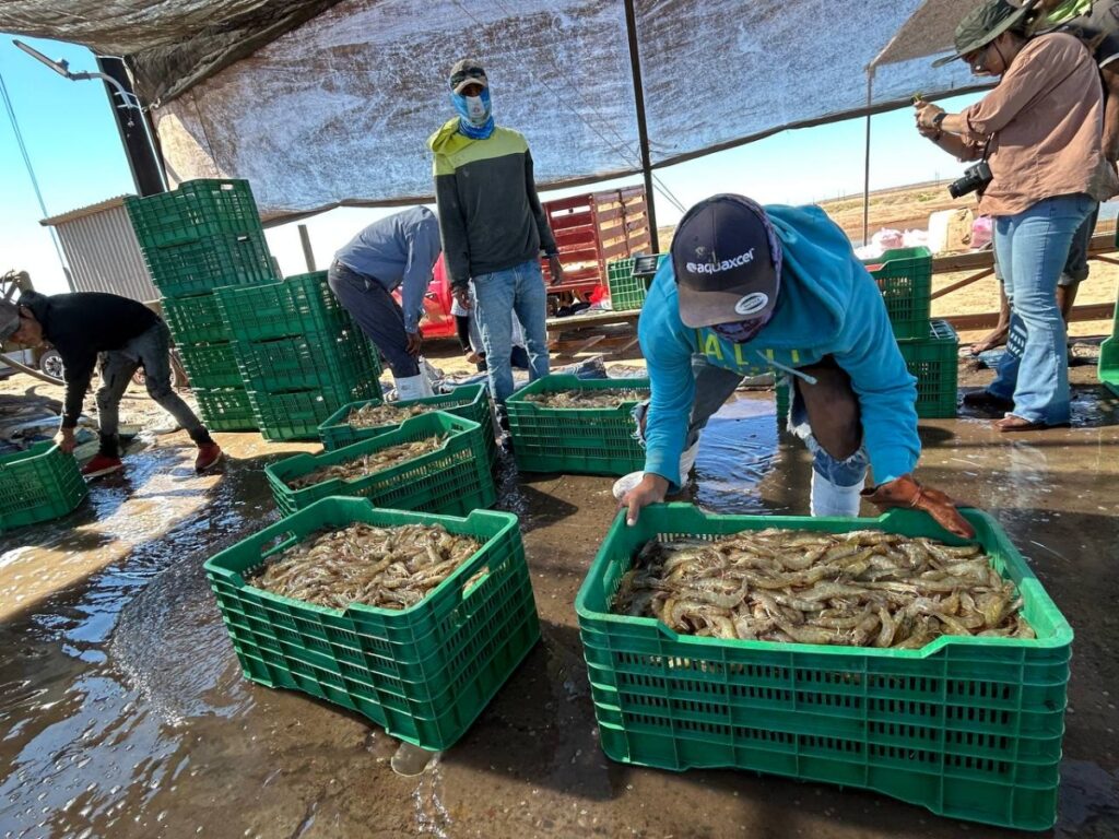 Resaltan Sagarhpa y el Cosaes sanidad y liderazgo del camarón sonorense a nivel mundial 1 177 1