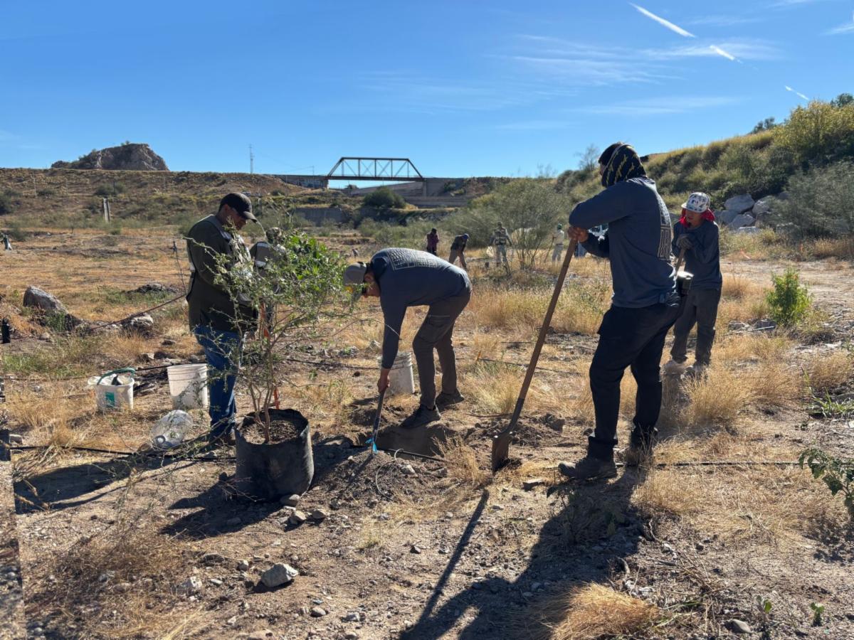 Bosque Urbano La Sauceda concluye la reforestación en el Polígono Sureste “La Oreja”