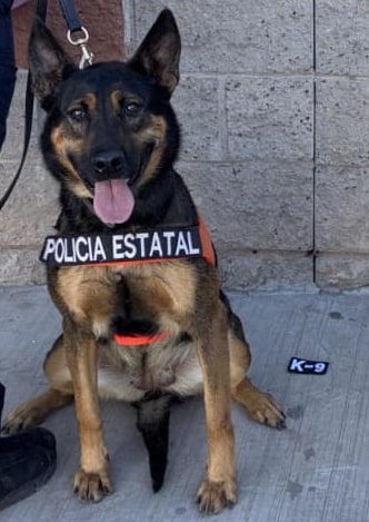 Binomios K-9 de la Policía Estatal localizan sustancia prohibida en paquetería
