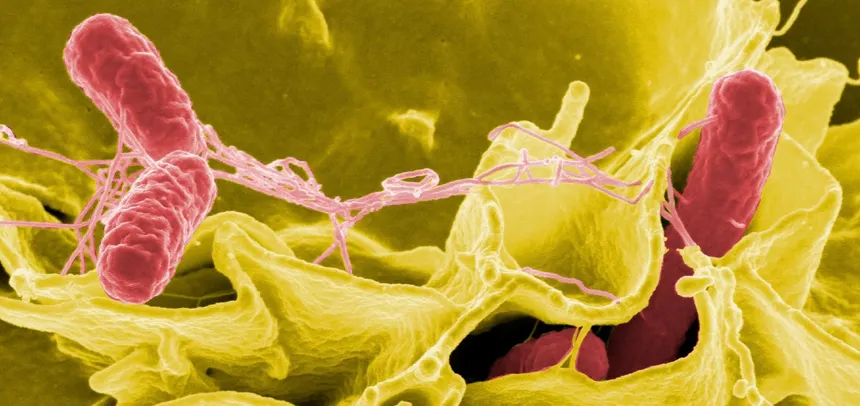 Resistencia a Antibióticos La Batalla que Estamos Empezando a Ganar 2 antibioticos