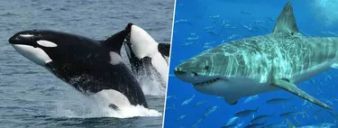 Orcas arrematan contra crías de tiburón blanco 2 orcas
