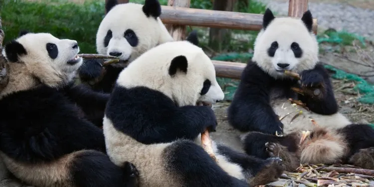 China casi duplica la población de pandas gigantes 1 china