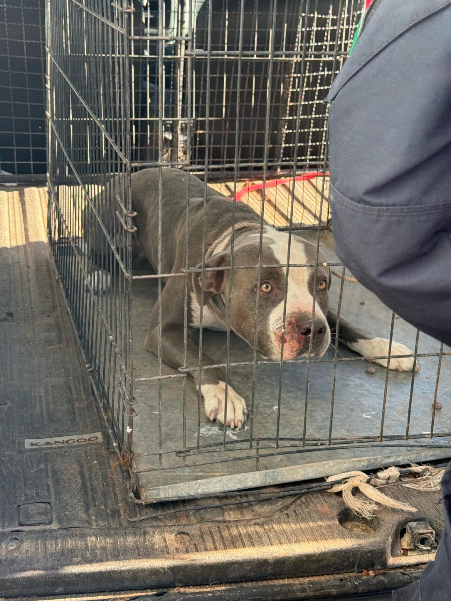 Rescatan a pitbull abandonado