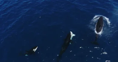 orcas