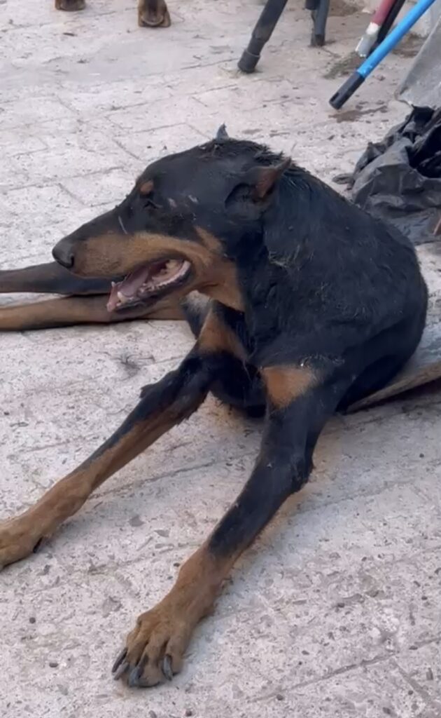 Denuncian maltrato animal en San Carlos 2 maltrato