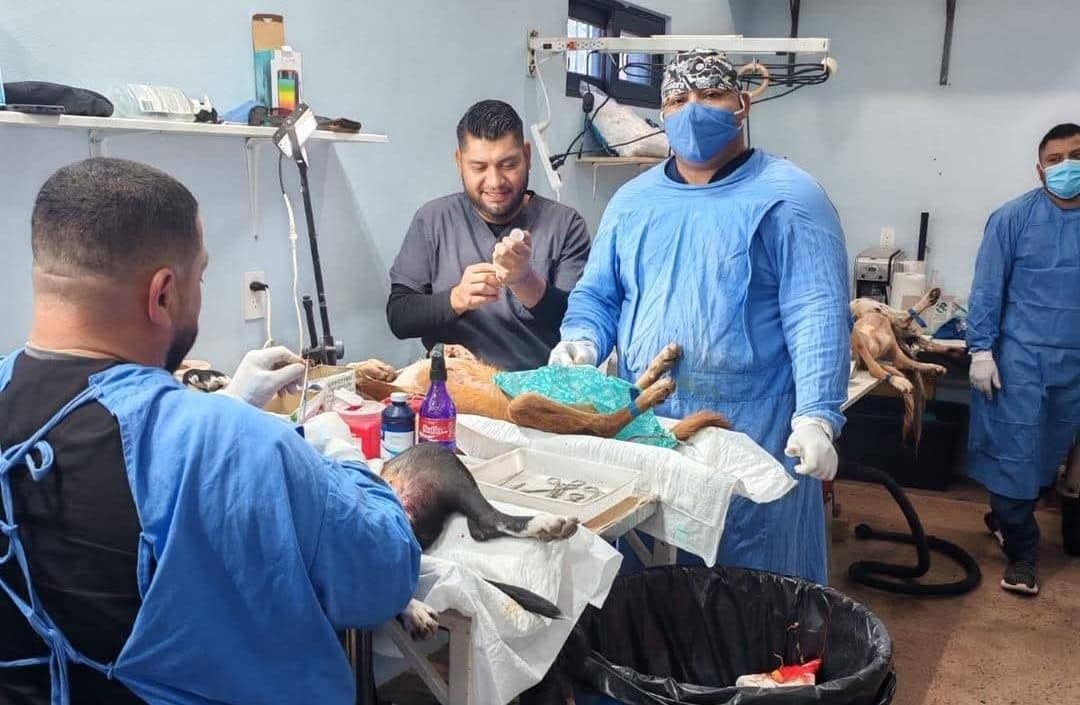 Anuncian jornada de esterilización canina