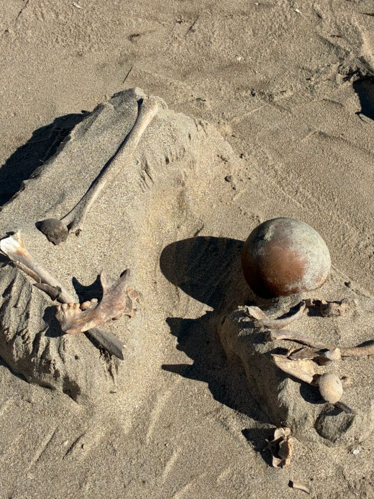 Se localiza entierro prehispánico 4 WhatsApp Image 2025 11 11 at 1.19.40 PM 1 1