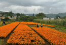 Cosecha de Cempasúchil ilumina Día de Muertos