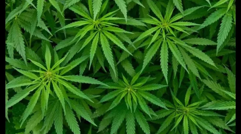 colombia autoriza la venta de flor de cannabis medicinal 25fa436a focus 0 0 896 504