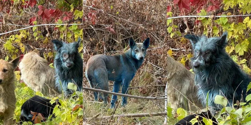 La Aparición de Perros con Pelaje Azul 2 perros