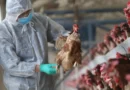 Gripe Aviar en Europa en alerta máxima