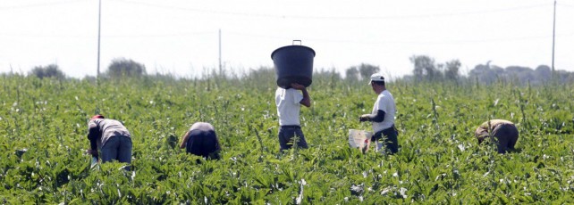 jornaleros agricolas3