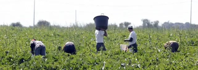 Reactivan jornaleros la economía en la región
