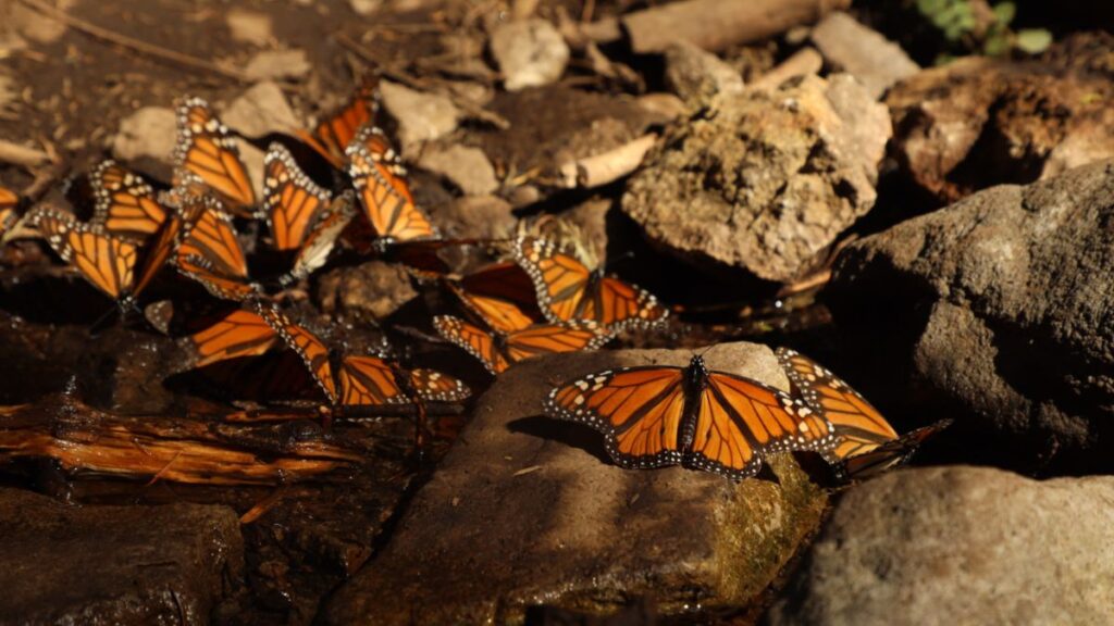 Llega mariposa monarca a santuarios abiertos en México 3 mariposa monarca 3