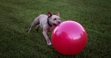 Perros adictos a las pelotas