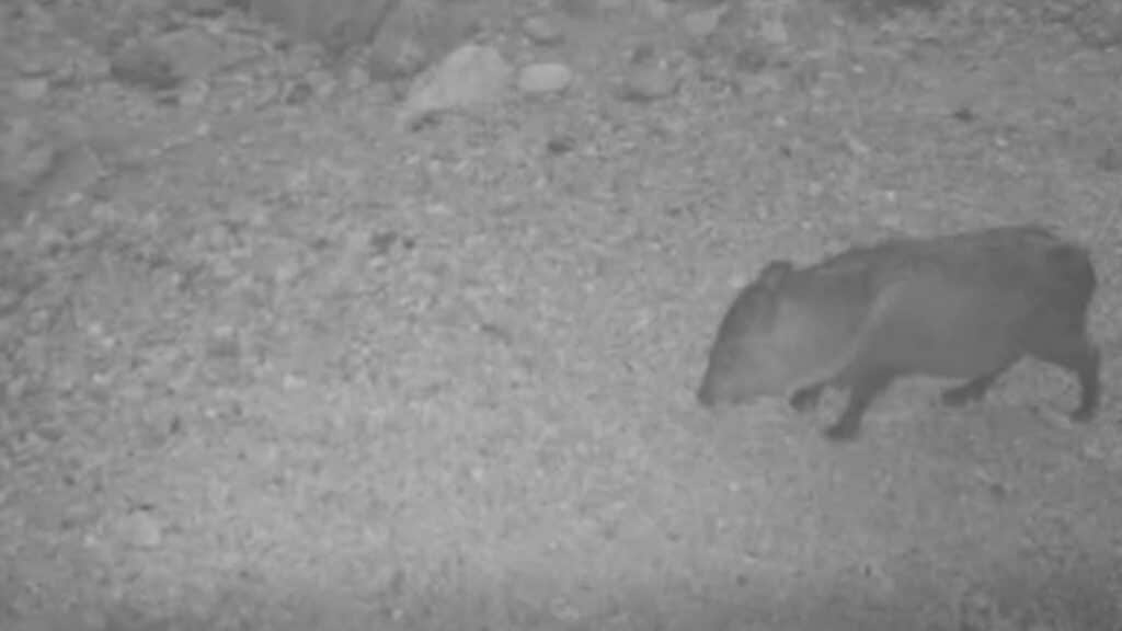 Estudian con 15 cámaras fauna silvestre en San Carlos 2 324 1