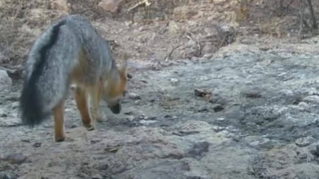 Estudian con 15 cámaras fauna silvestre en San Carlos 3 325 1