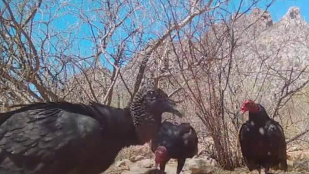 Estudian con 15 cámaras fauna silvestre en San Carlos 4 326 1