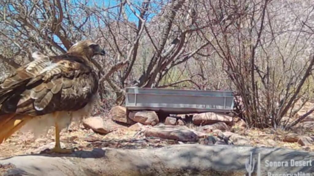 Estudian con 15 cámaras fauna silvestre en San Carlos 5 327 1