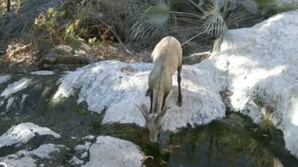 Estudian con 15 cámaras fauna silvestre en San Carlos 6 328 2