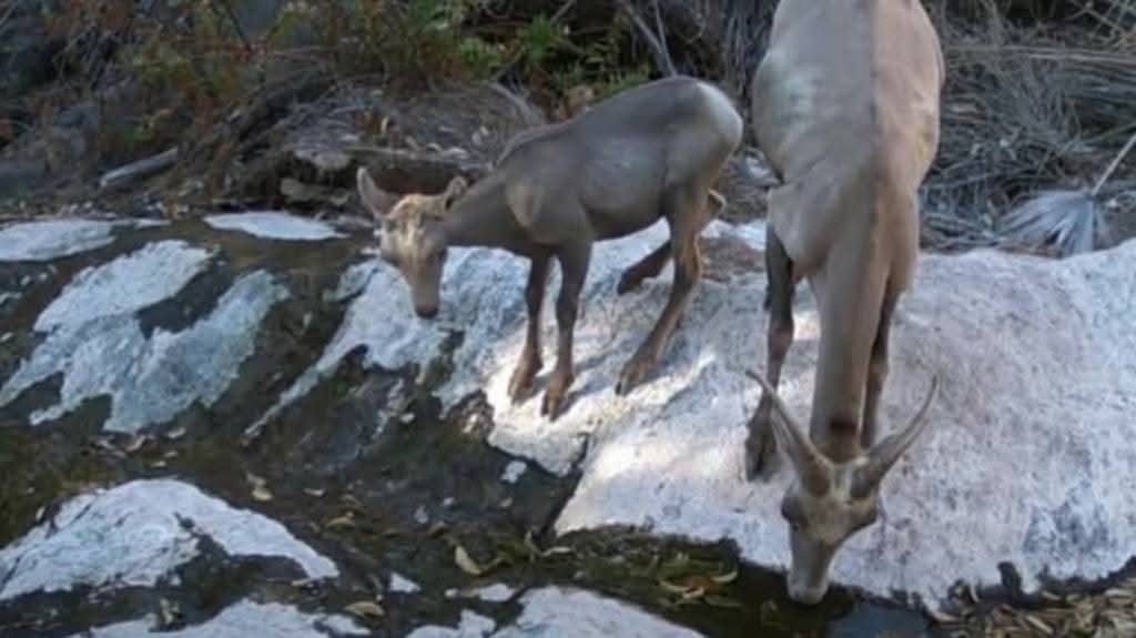 Estudian con 15 cámaras fauna silvestre en San Carlos 6 329 1