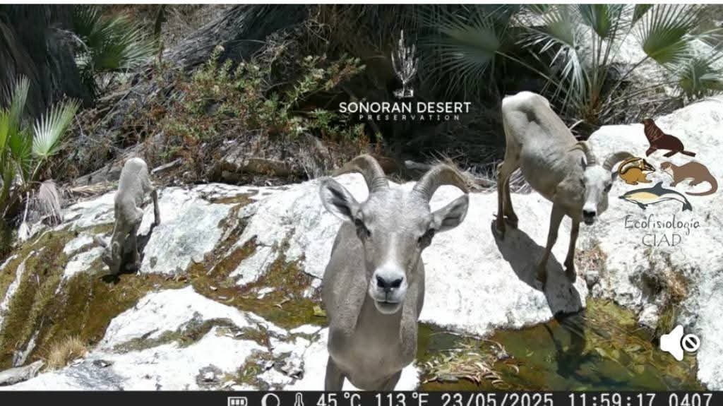 Estudian con 15 cámaras fauna silvestre en San Carlos 9 331 2