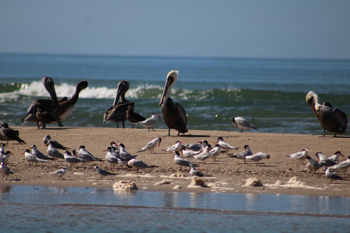 Gobierno de Sonora invita a visitar Estero El Soldado durante el periodo vacacional
