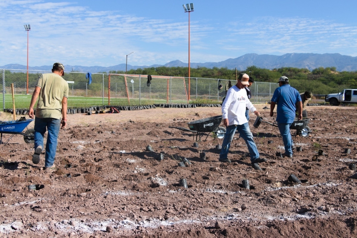 Crea Universidad de la Sierra el primer bosque con técnica Miyawaki