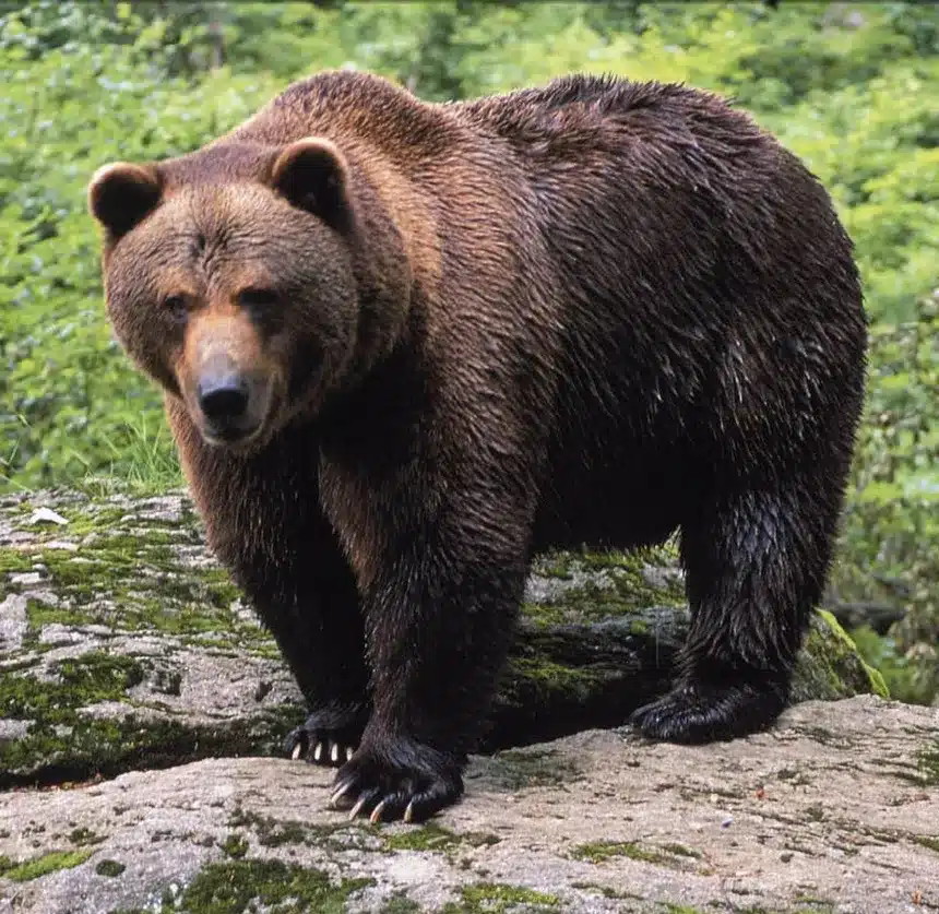 El ADN de fosiles de osos aporta datos geneticos esenciales para la conservacion de la especie