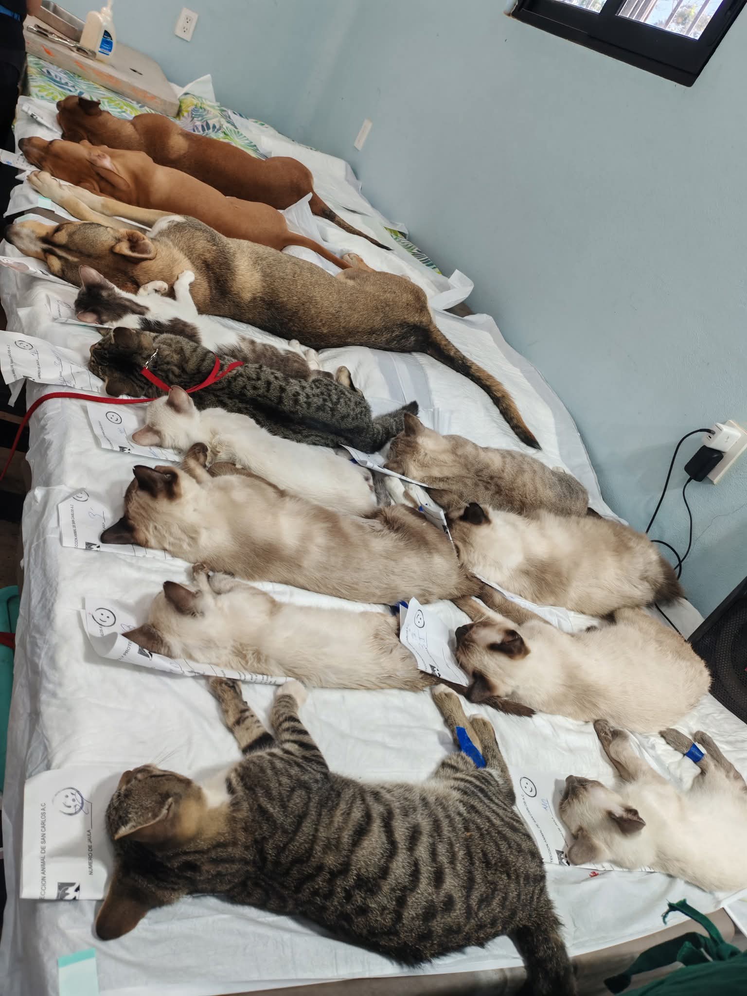 Sigue esterilización canina