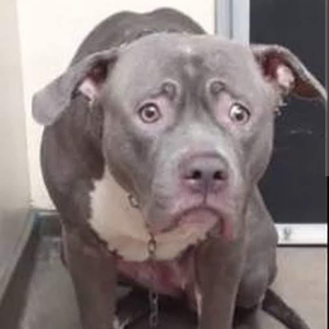 Pitbull ataca a adolescente