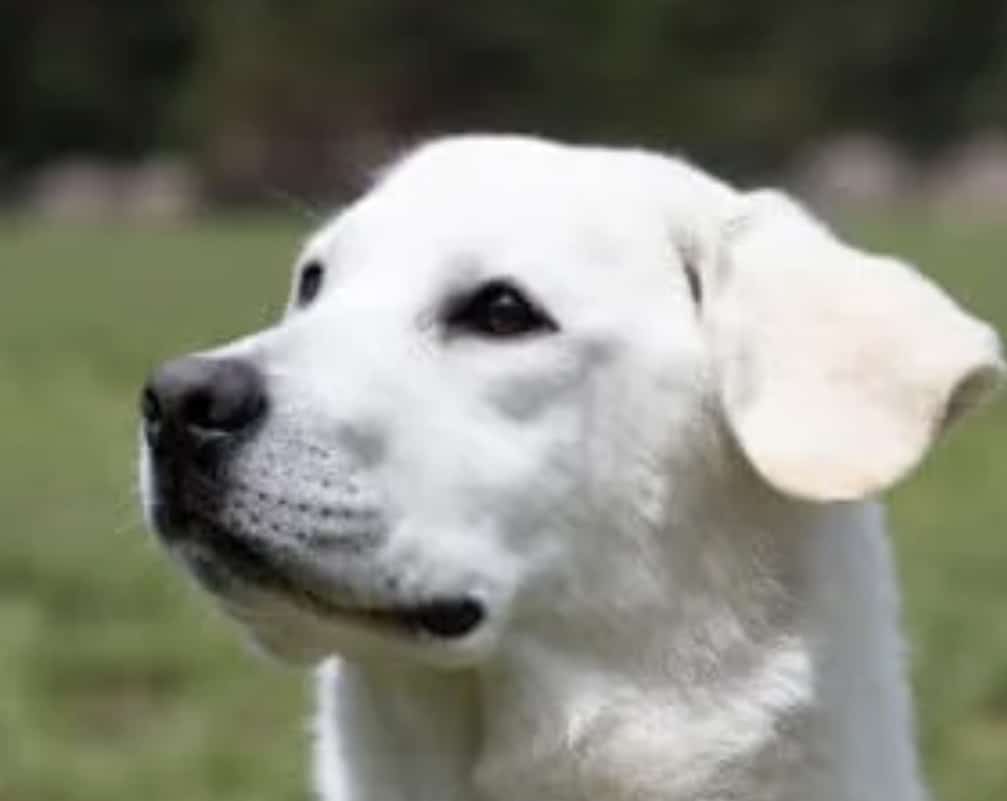 Otra agresión animal contra niño