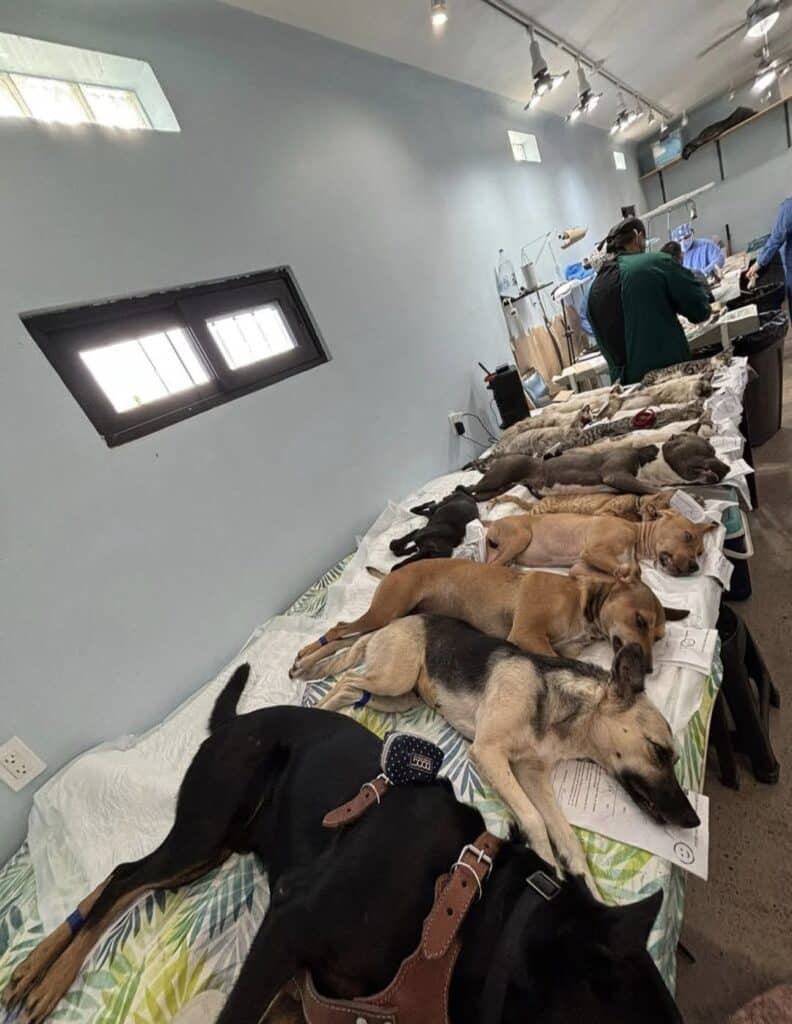 Cifra récord de casi 7 mil esterilizaciones 1 esterilizaciones