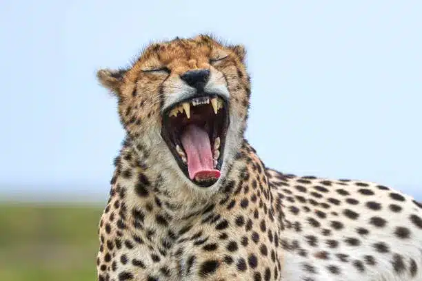 cheetah standing in the wild africa