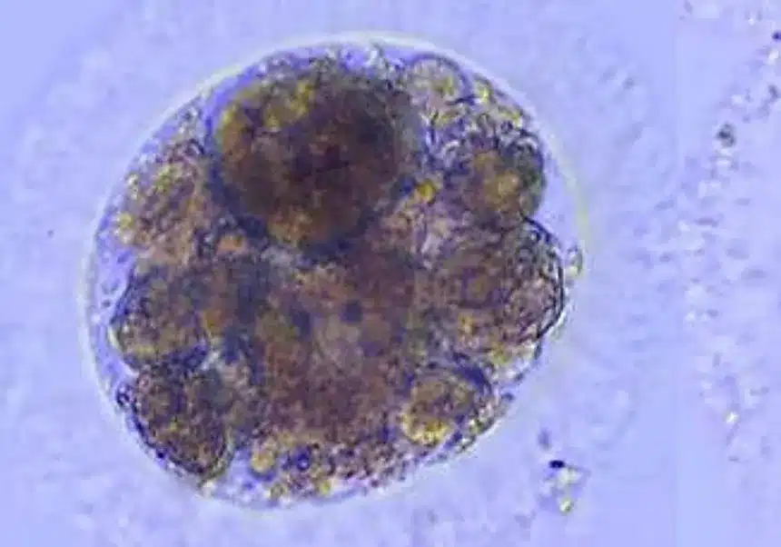 A partir de muestras producen embriones de lince ibérico 1 ovocitos ki9E U240561160848qY