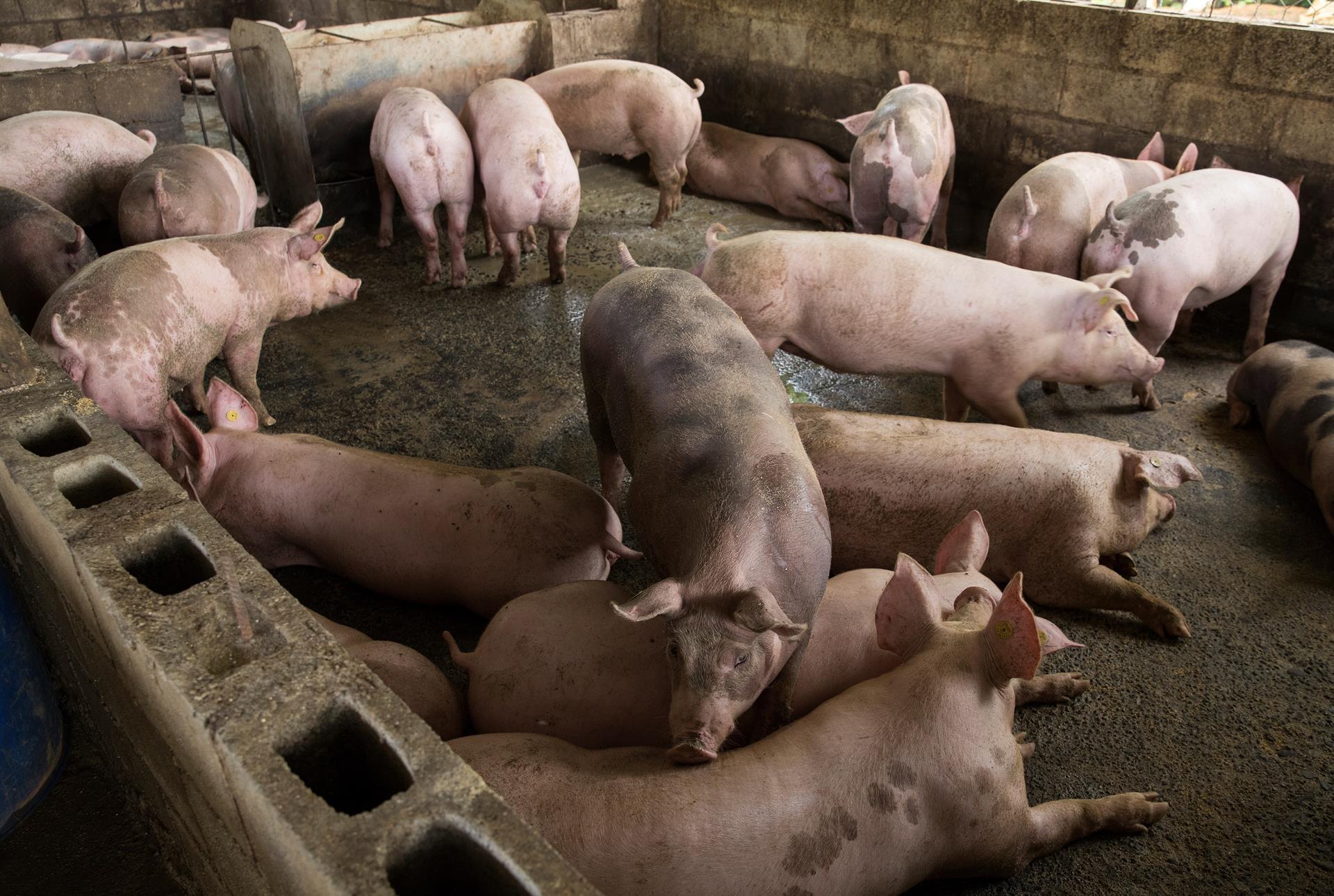 Peste porcina Africana deja miles de sacrificios y pérdidas millonarias