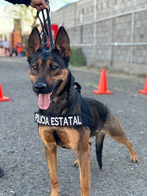 Unidad Canina K-9 de la Policía Estatal clave en la seguridad de Sonora