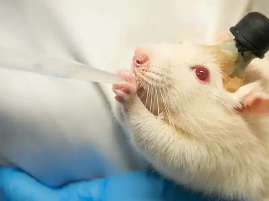 Ciencia: Científicos españoles logran eliminar por primera vez el cáncer de páncreas en ratones 1 cientificos