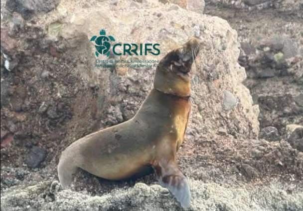 Se recupera con éxito loba marina 1 262